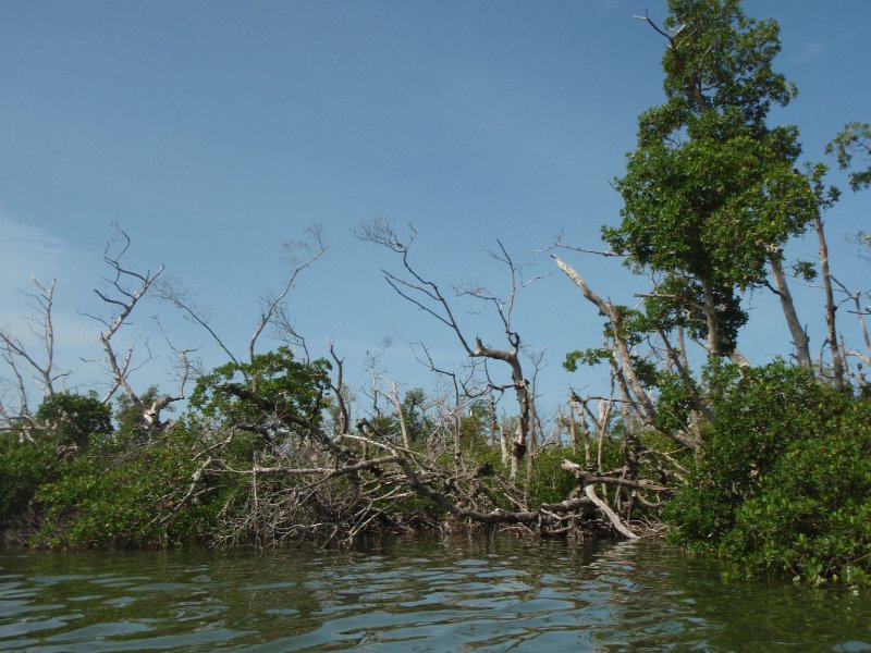 P6030279.JPG - Kayaking around Buck Key