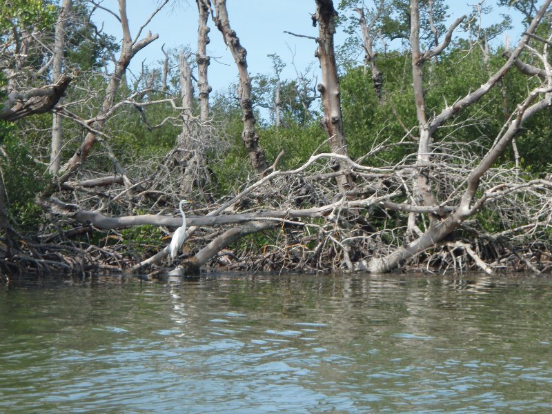 P6030281.JPG - Kayaking around Buck Key