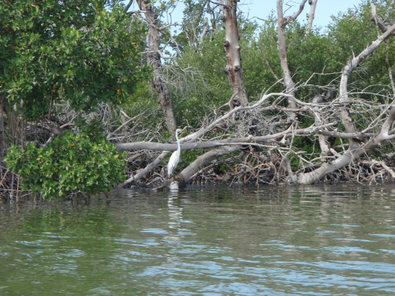 P6030282.JPG - Kayaking around Buck Key