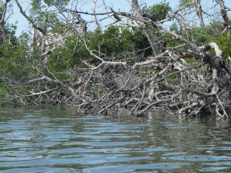 P6030283.JPG - Kayaking around Buck Key