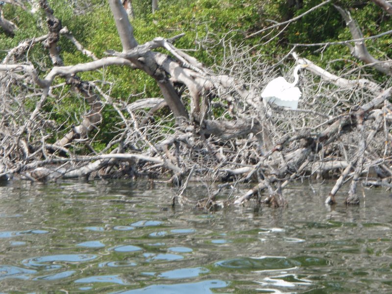 P6030284.JPG - Kayaking around Buck Key