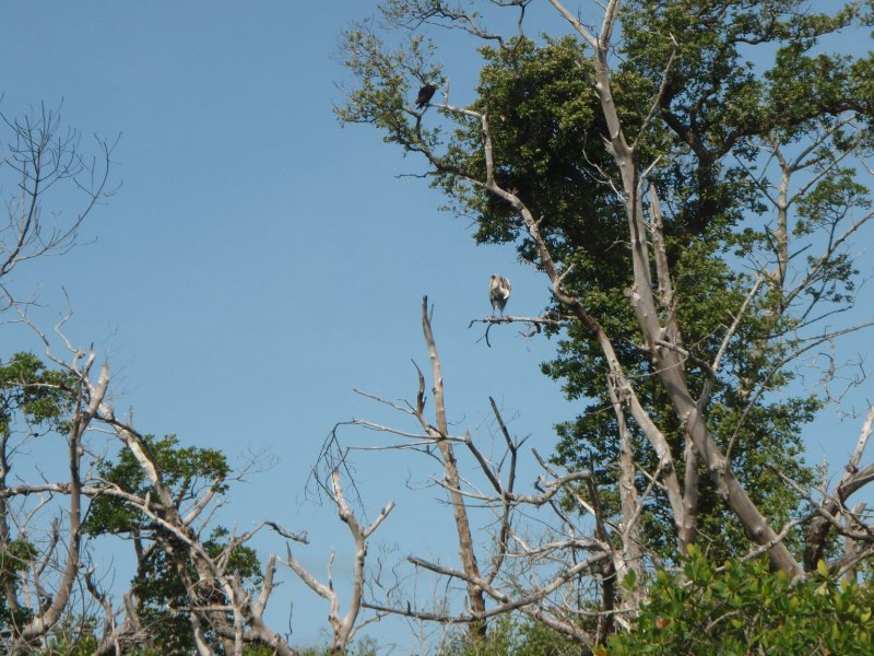 P6030287.JPG - Kayaking around Buck Key