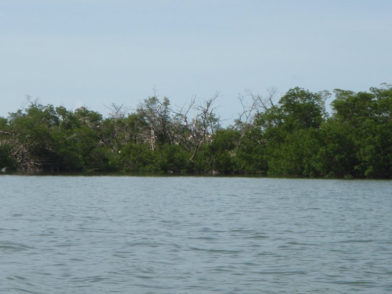 P6030292.JPG - Kayaking around Buck Key