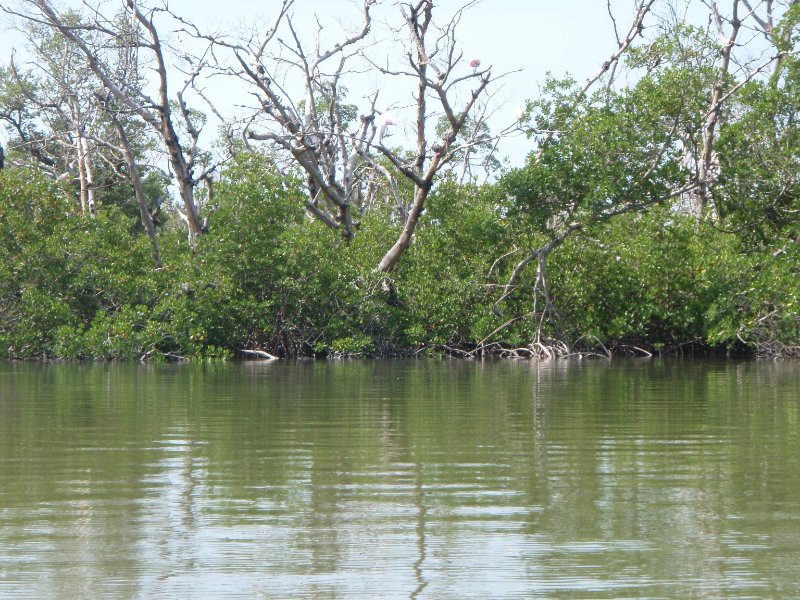 P6030302.JPG - Kayaking around Buck Key