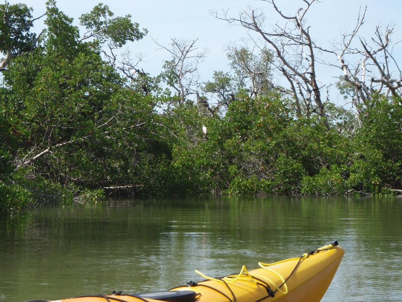 P6030307.JPG - Kayaking around Buck Key