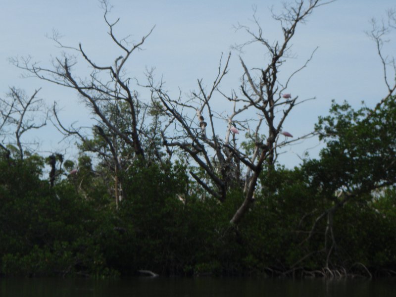 P6030320.JPG - Kayaking Pine Island Sound