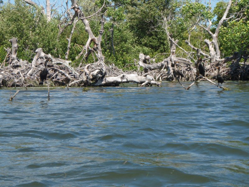 P6050372.JPG - Kayaking - Chadwick's Bayou