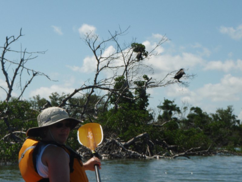 P6050394.JPG - Kayaking Pine Island Sound