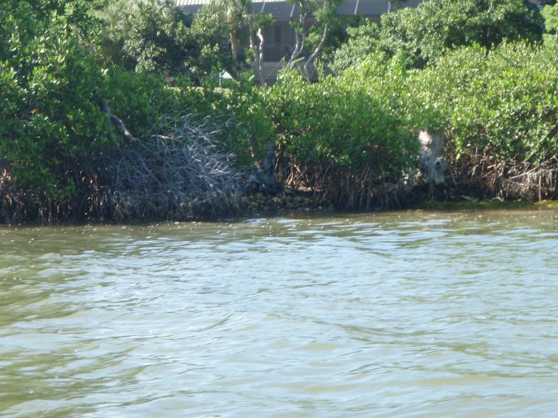 P6070437.JPG - Kayaking around Buck Key, near Blind Pass