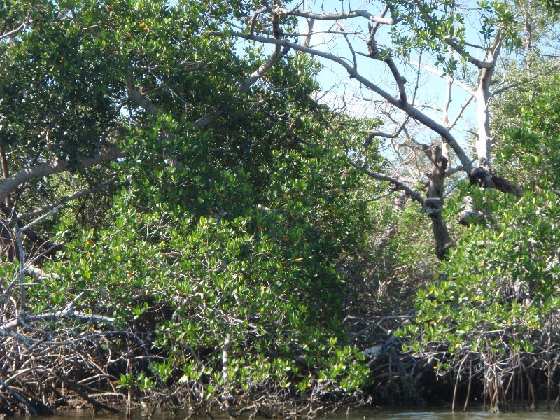 P6070442.JPG - Kayaking around Buck Key, near Blind Pass