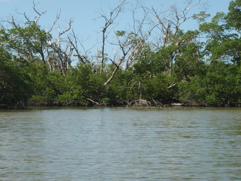 P6070446.JPG - Kayaking around Buck Key, near Blind Pass