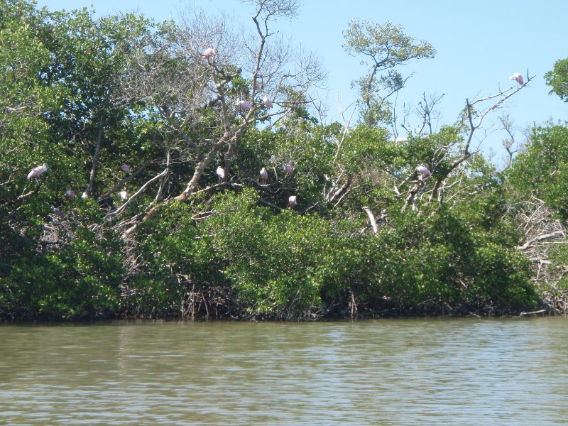 P6070454.JPG - Kayaking around Buck Key, near Blind Pass