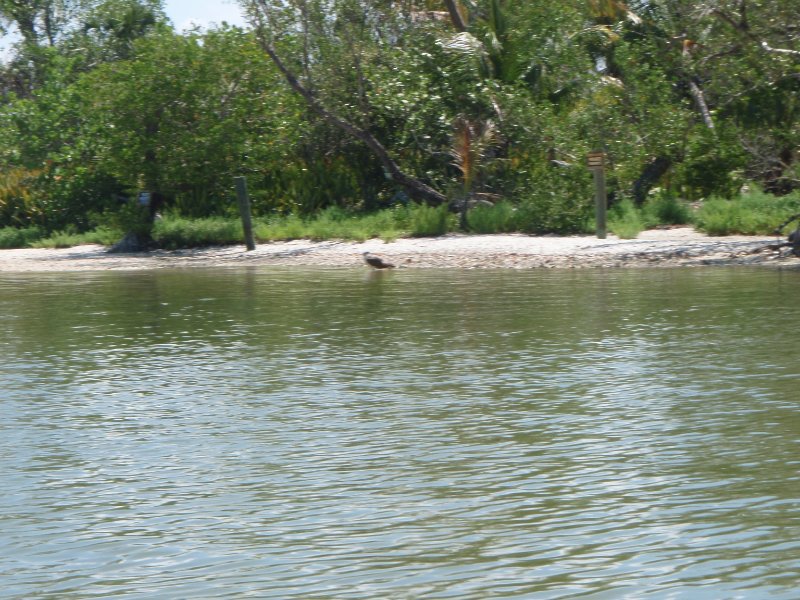 P6070469.JPG - Kayaking around Buck Key, near Blind Pass