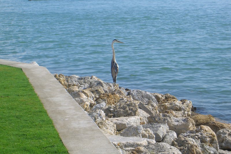 CIMG8333.JPG - Redfish Pass - Great Blue Heron