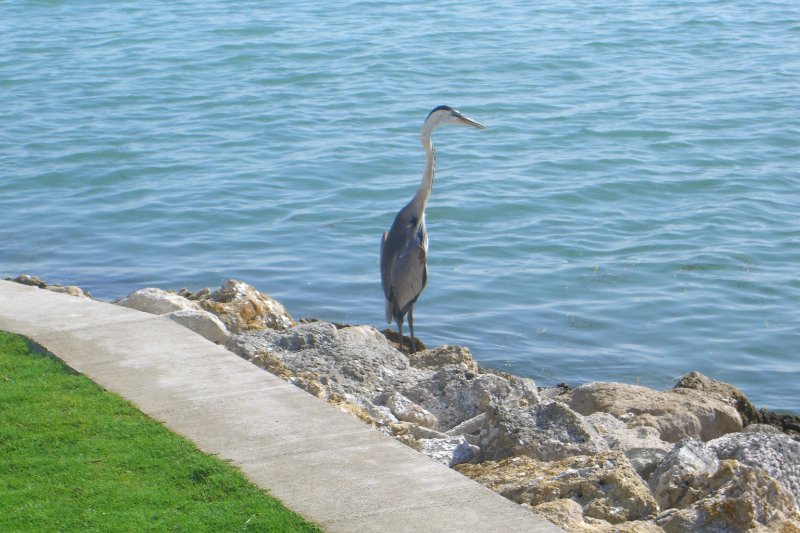 CIMG8334.JPG - Redfish Pass - Great Blue Heron