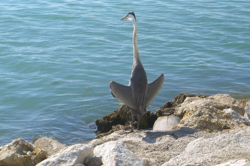 CIMG8336.JPG - Redfish Pass - Great Blue Heron