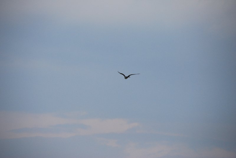 DSC_0139.JPG - Birds around Lands End and Redfish Pass