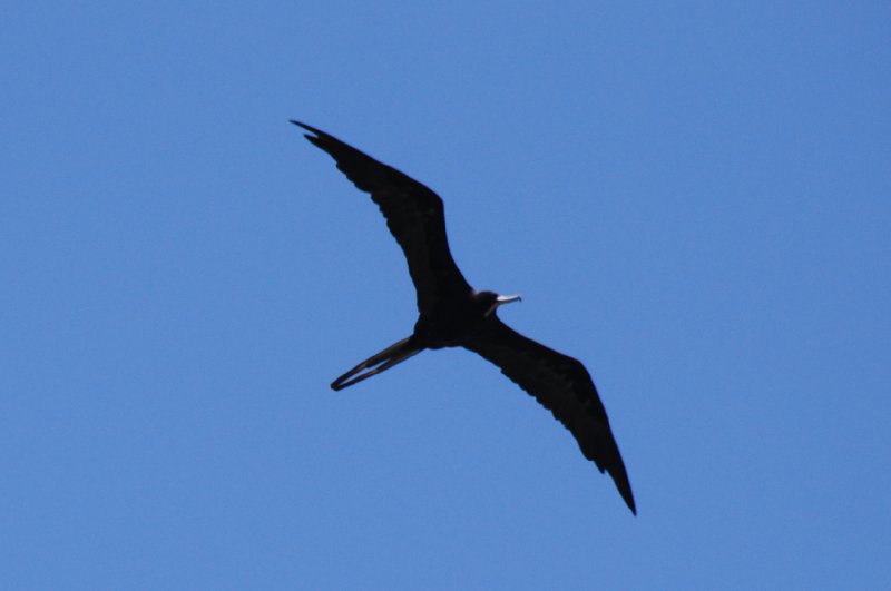 DSC_0142-1.JPG - Frigate Birds flying over Redfish pass