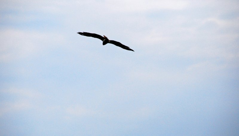 DSC_0143_edited-1.jpg - Osprey