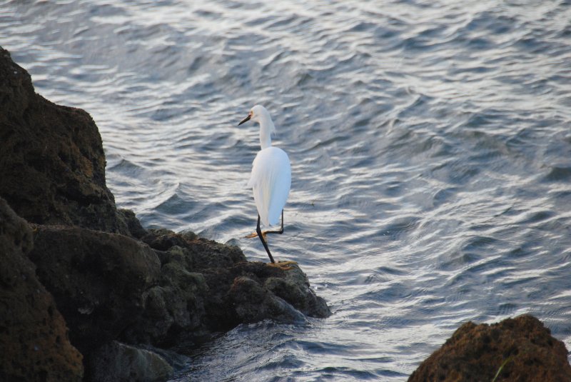 DSC_0402.JPG - Redfish Pass