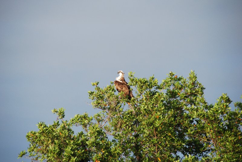 DSC_0483.JPG - Redfish Pass