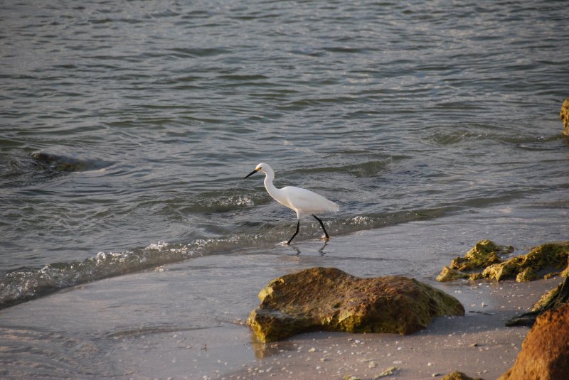 DSC_0596.JPG - Redfish Pass