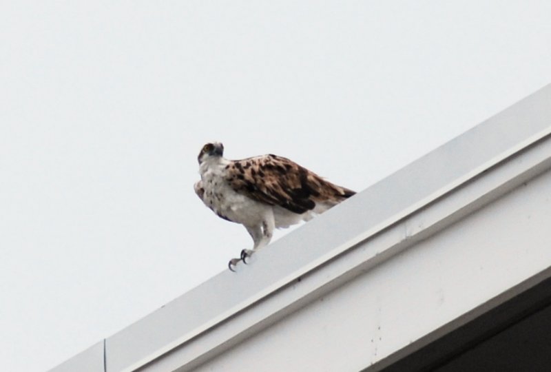 DSC_0065.JPG - Lands End - Osprey