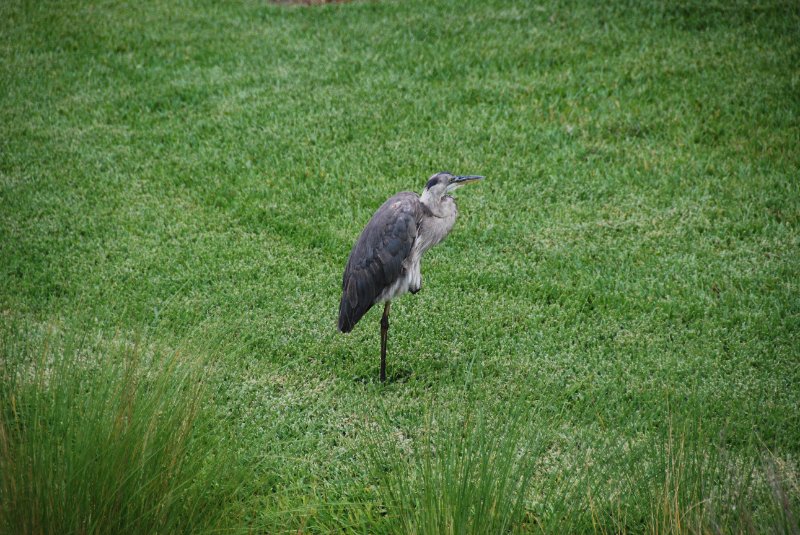 DSC_0067.JPG - Great Blue Heron near Shoeprint Pool