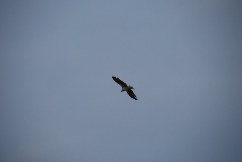 DSC_0071.JPG - Osprey