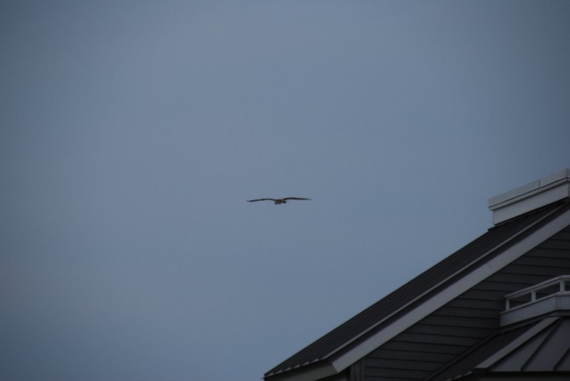 DSC_0072.JPG - Osprey