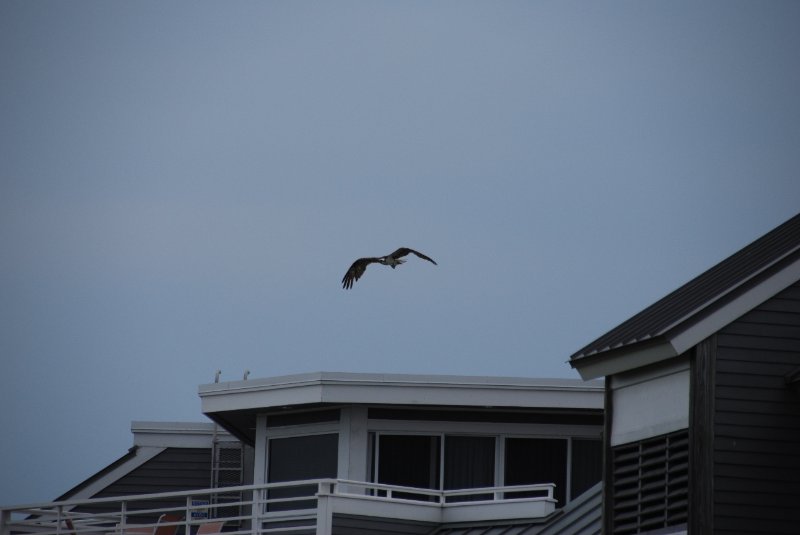 DSC_0073.JPG - Osprey