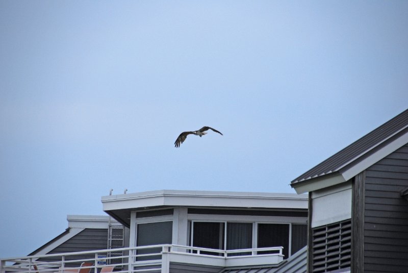 DSC_0073_edited-1.jpg - Osprey