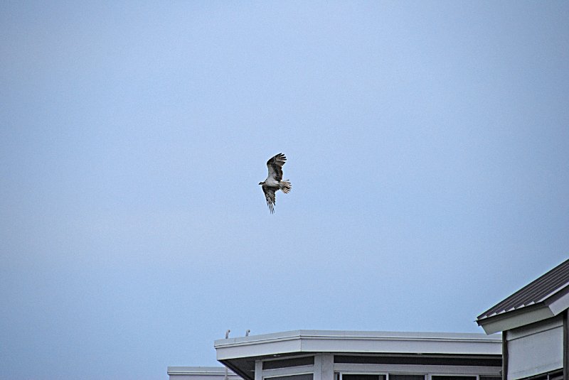 DSC_0074_edited-1.jpg - Osprey