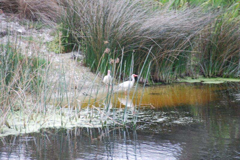 DSC_0102.JPG - Ibus, Near Shoe Print Pool