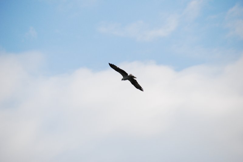 DSC_0107.JPG - Birds around Lands End and Redfish Pass