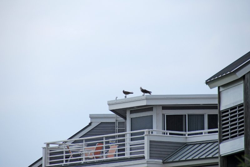 DSC_0114_edited-1.jpg - Osprey around Lands End and Redfish Pass