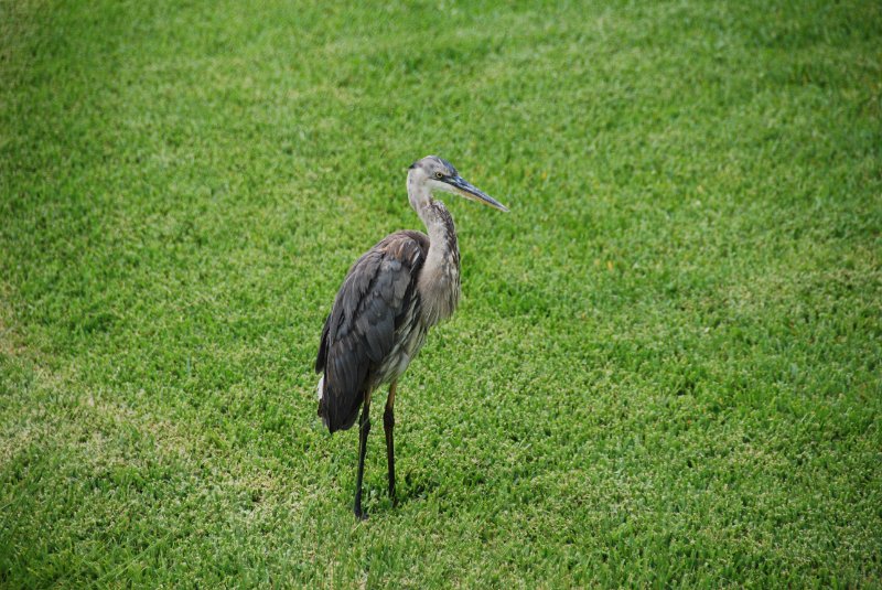 DSC_0115.JPG - Great Blue Heron  around Lands End and Redfish Pass