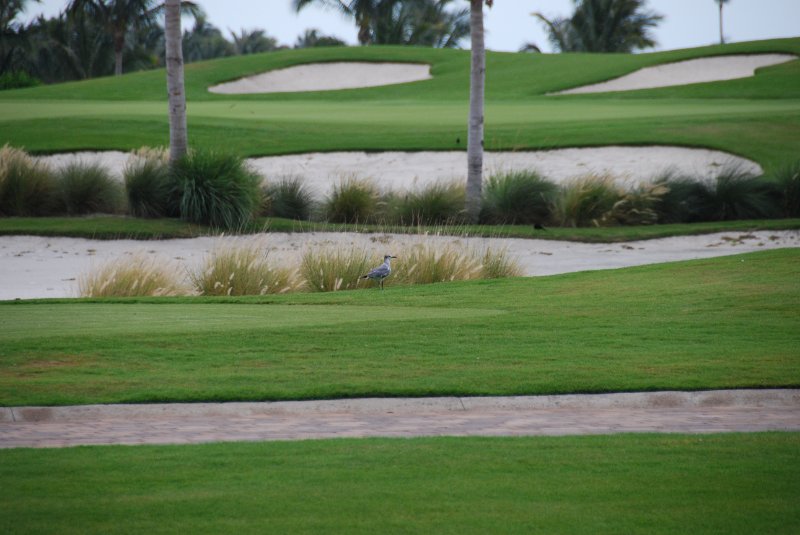 DSC_0121.JPG - Sea Gull on Captiva Island Golf Course