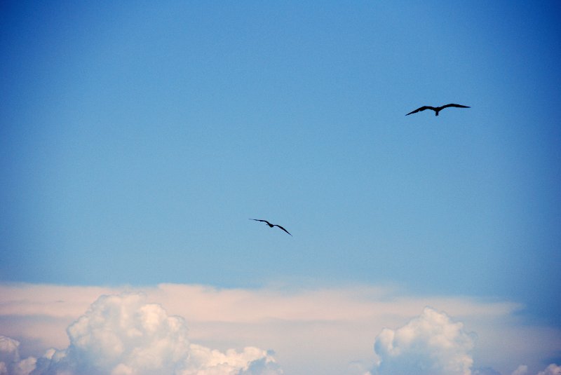 DSC_0138-1.JPG - Birds around Lands End and Redfish Pass