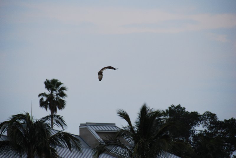 DSC_0138.JPG - Birds around Lands End and Redfish Pass