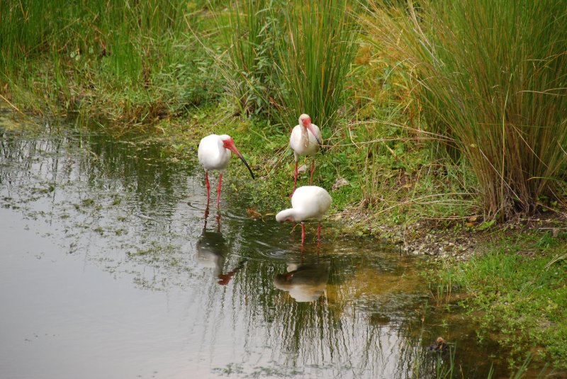 DSC_0146.JPG - Ibis at Lands End - Near Shoeprint Pool