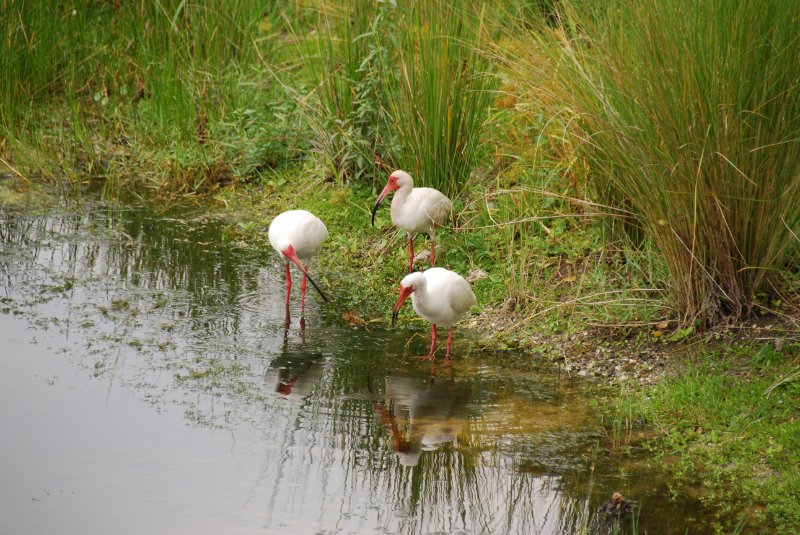 DSC_0147.JPG - Ibis at Lands End - Near Shoeprint Pool