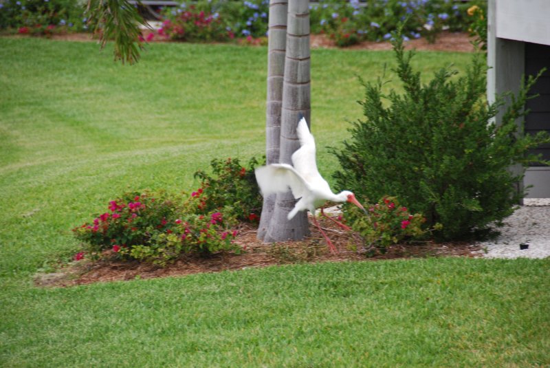 DSC_0149.JPG - Ibis landing near Lands End - Near Shoeprint Pool