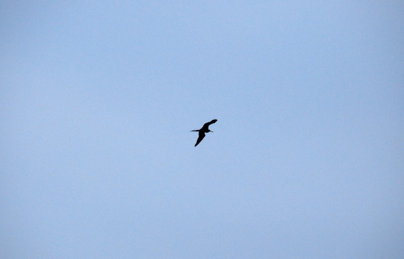 DSC_0150_edited-1.jpg - Frigate Bird