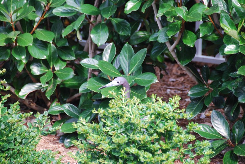 DSC_0159.JPG - Little Blue Heron, Lands End - Near Shoeprint Pool