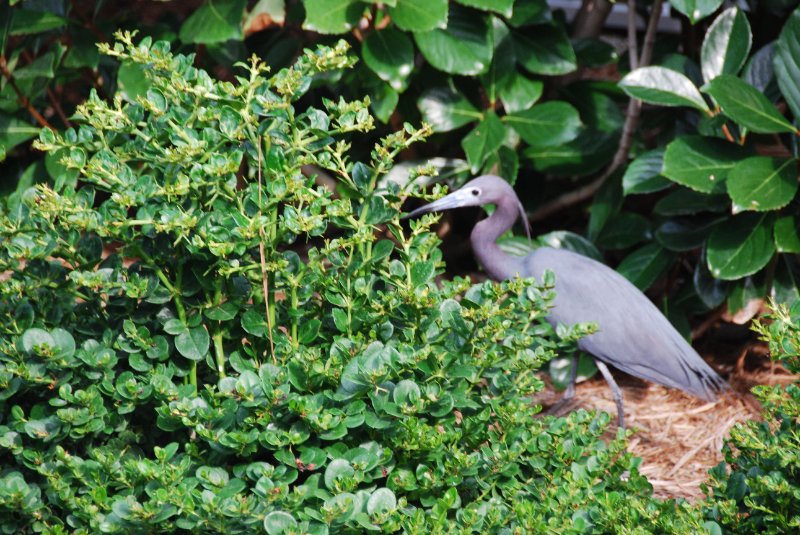 DSC_0162.JPG - Little Blue Heron, Lands End - Near Shoeprint Pool