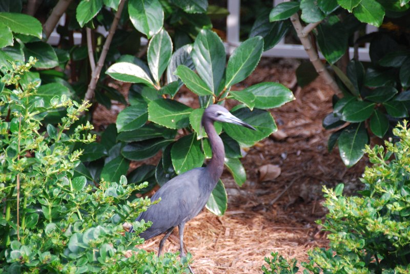 DSC_0163.JPG - Little Blue Heron, Lands End - Near Shoeprint Pool