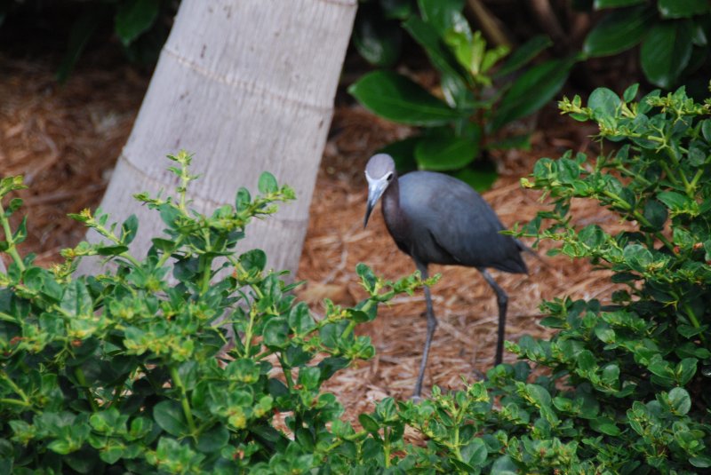 DSC_0167.JPG - Little Blue Heron, Lands End - Near Shoeprint Pool