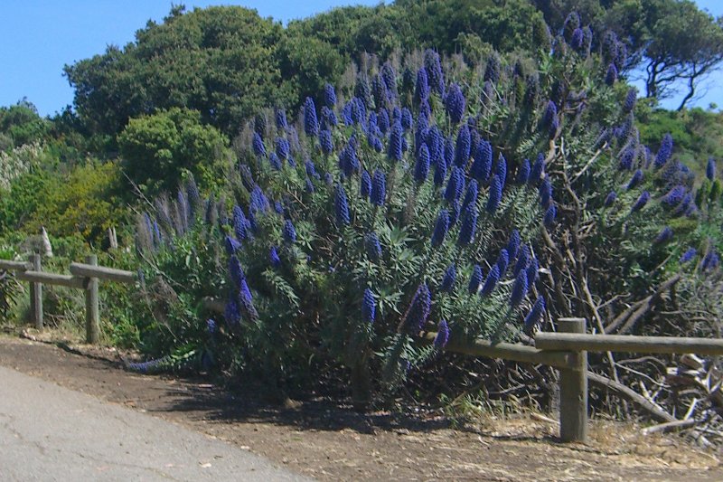 CIMG6513z.jpg - On E Road headed North to Sausalito