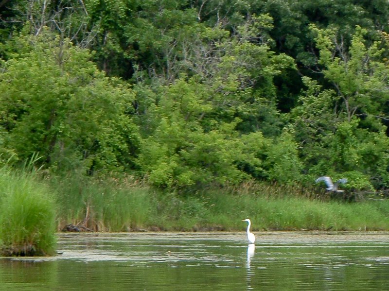 BusseWoodsKayak071809-7180007.jpg - Egret and Great Blue Heron Flying Away